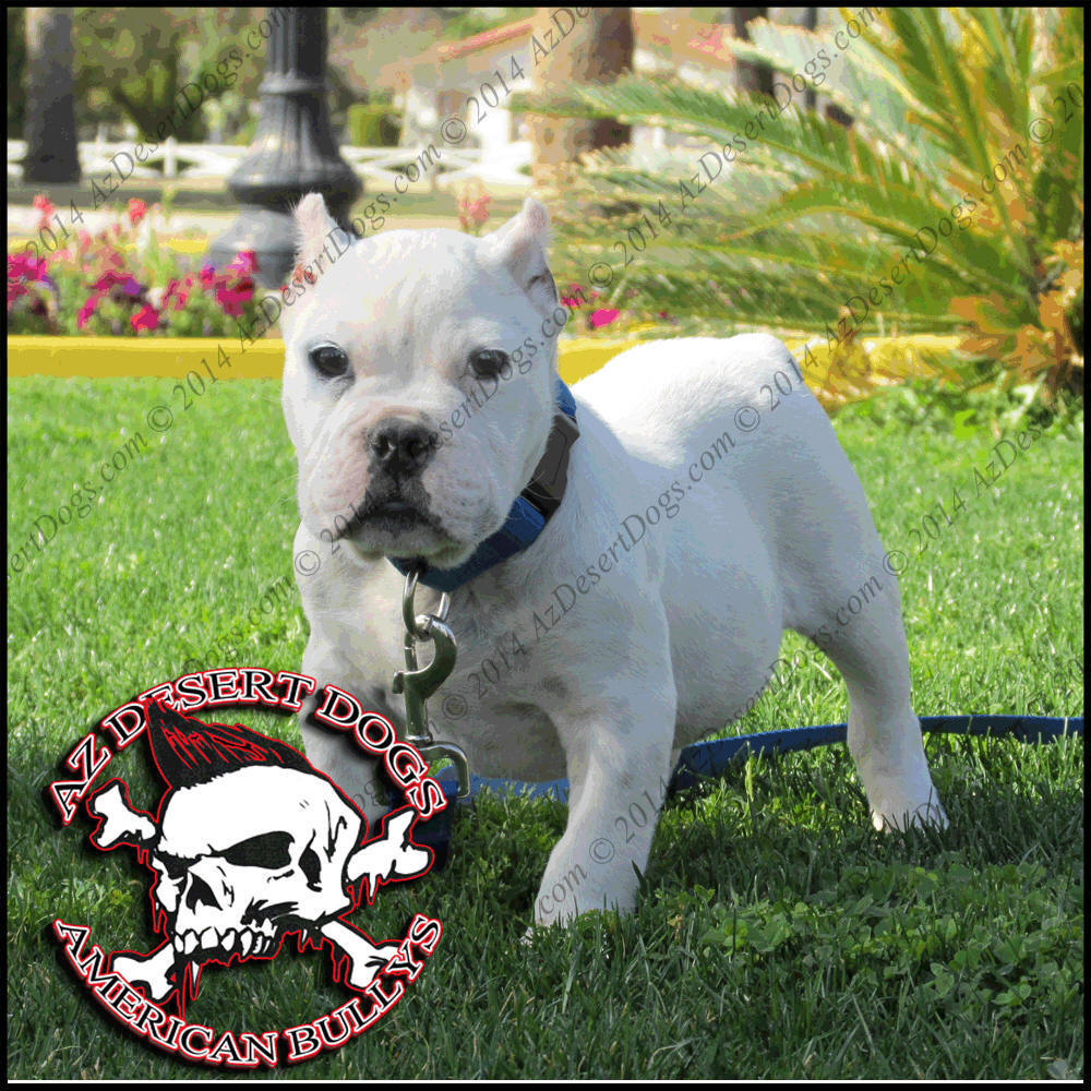 For Bully Ny In Pitbulls Sale For Bully Ny In Pitbulls Sale
